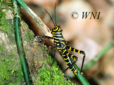 Giant Red-winged Grasshopper (Tropidacris cristata)